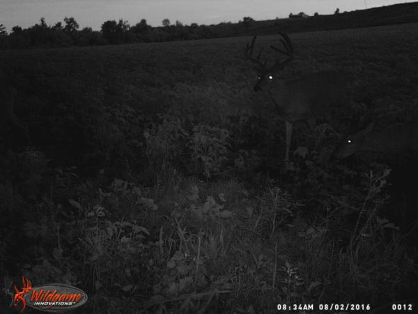 Trail Cam Photo